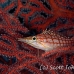 hawkfish_longnose_res_kb_h_0359_png1031.jpg